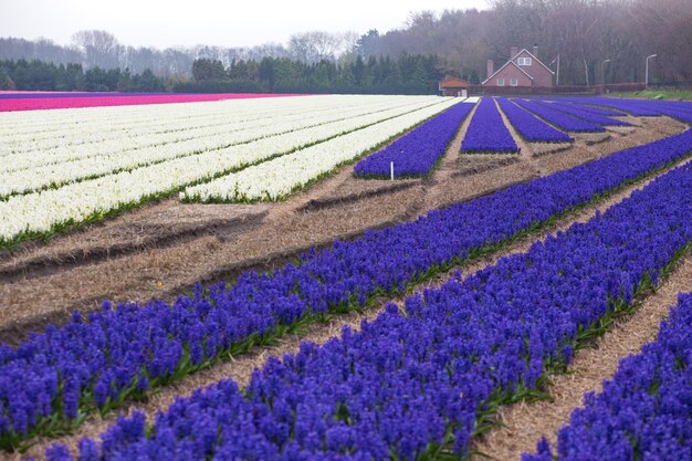 campos de flores holandeses