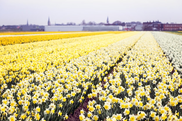 Foto campos de flores holandeses