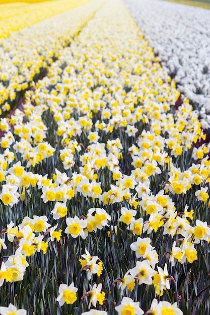 campos de flores holandeses