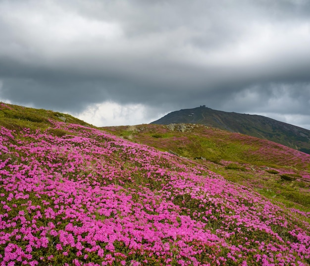 Campos de flores en las montañas