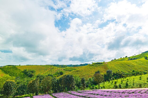 campos de flores rosadas y montañasPink spring flower field colorido cosmos floreciendo en hermoso