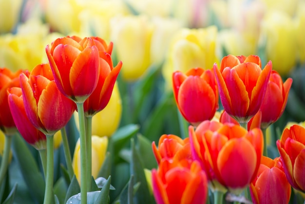 Campos de flores de tulipanes coloridos que florecen en el jardín