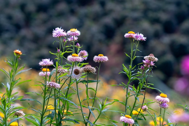 Los campos de flores de Xerochrysum bracteatum florecen brillantemente en una ladera en una soleada mañana de verano.