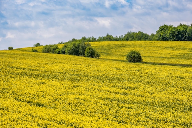 Campos floridos amarelos de colza de primavera