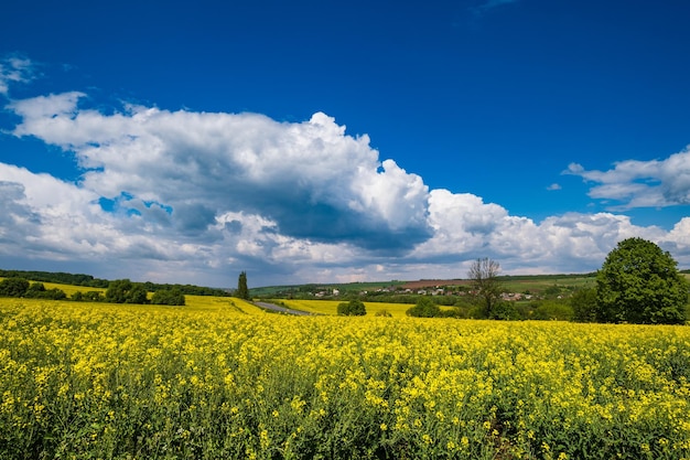 Campos floridos amarelos de colza de primavera