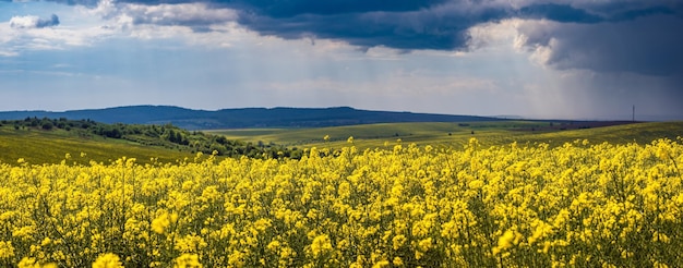 Campos floridos amarelos de colza de primavera