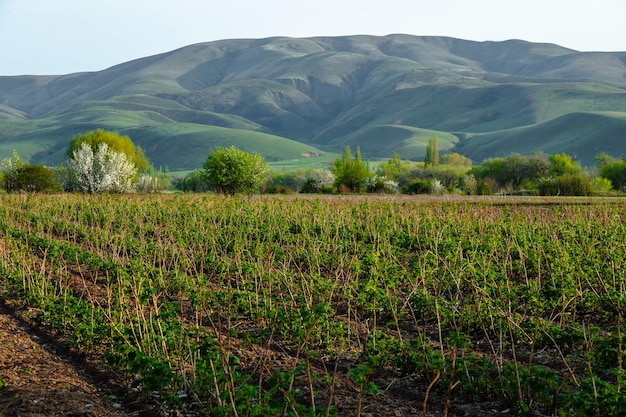 Campos de frambuesas verdes