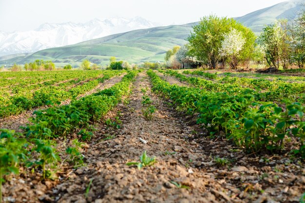 Campos de frambuesas verdes