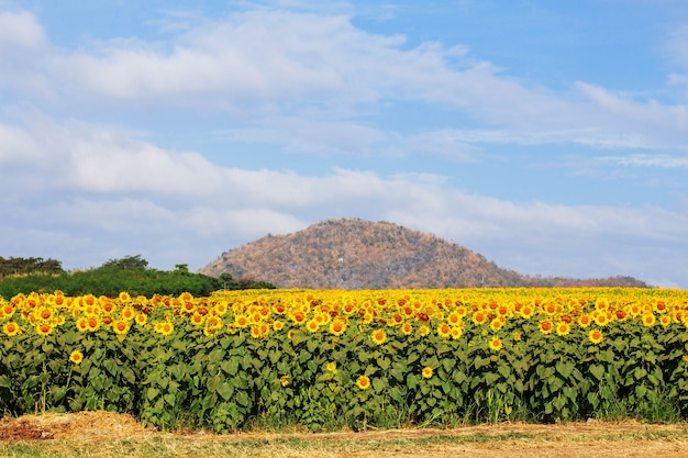 Campos de girasol con el cielo.