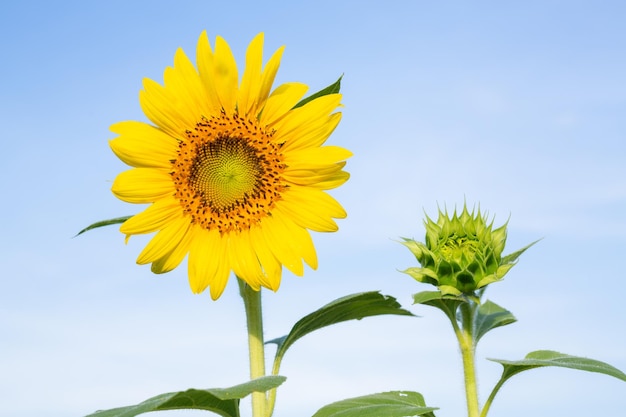 campos de girasol