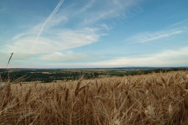 Campos de grano dorados y maduros