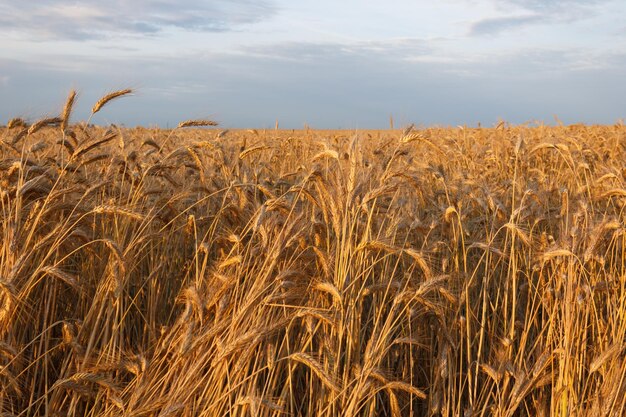 Campos de grano dorados plantas de cereales durante la temporada de cosecha Campo de trigo dorado a la luz de la