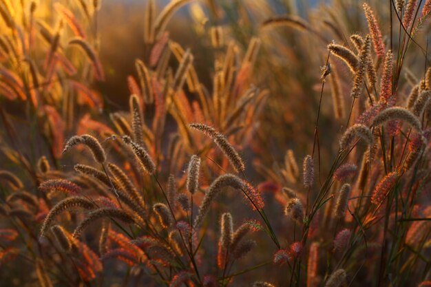 Campos de hierba al atardecer