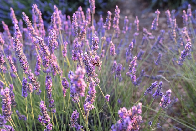 Campos de lavanda al atardecer antes de ser recolectados en la localidad de Brihuega.