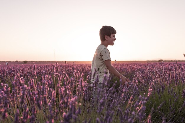 Campos de lavanda al atardecer antes de ser recolectados en la localidad de Brihuega.