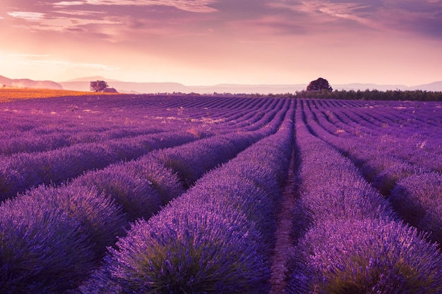 Campos de lavanda al atardecer en Provenza Francia