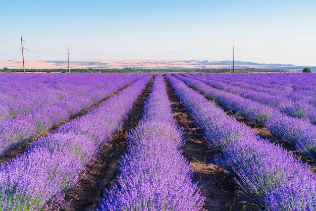 Campos de lavanda al atardecer