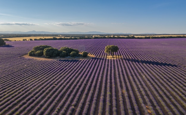 campos de lavanda en brihuega a vista de dron