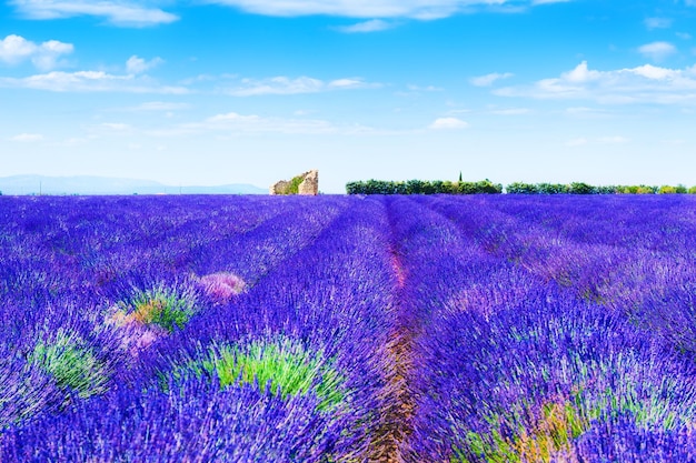 Campos de lavanda y casa en ruinas cerca de Valensole, Provenza, Francia. Hermoso paisaje de verano.