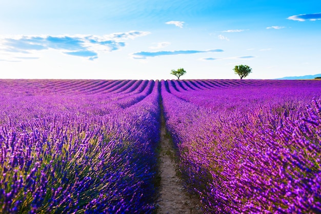 Campos de lavanda cerca de Valensole, Provenza, Francia. Hermoso paisaje de verano al atardecer. Flores de lavanda florecientes