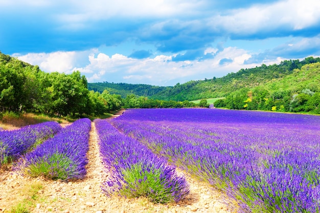 Campos de lavanda y colinas verdes en Provenza, Francia. Hermoso paisaje de verano.