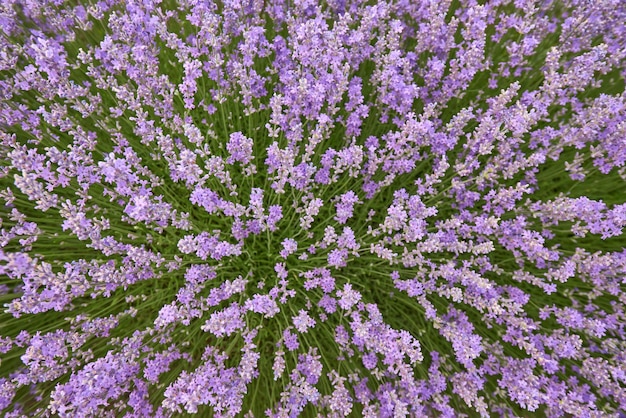 Campos de lavanda en el color natural del día de verano.