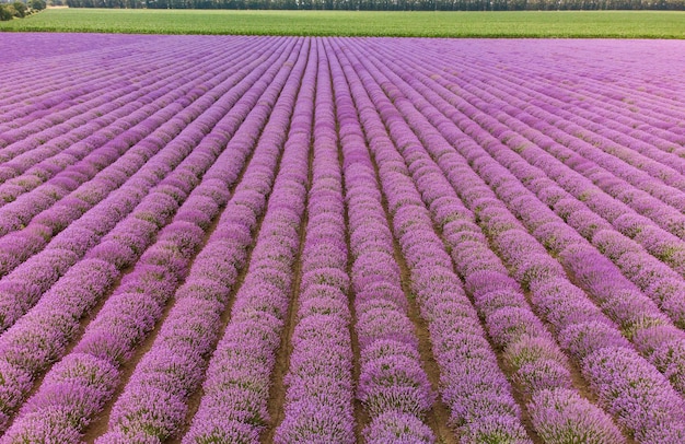 Campos de lavanda en el color natural del día de verano.