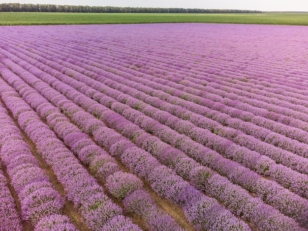 Campos de lavanda en el color natural del día de verano.