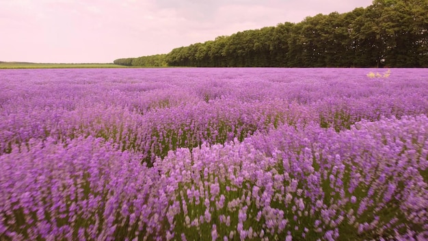 Campos de lavanda en el color natural del día de verano.