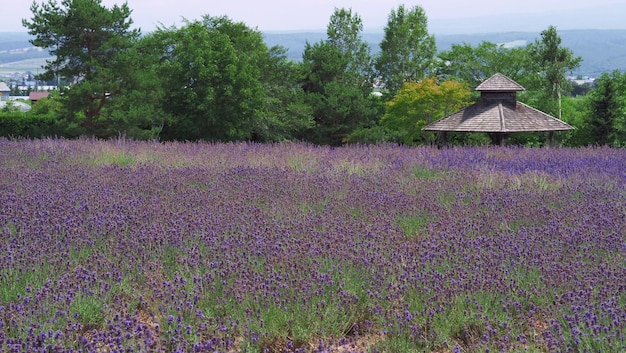 Los campos de lavanda florecen en Hokkaido Japón para relajarse en verano o primavera