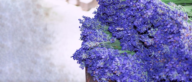 Los campos de lavanda florecen en Hokkaido Japón para relajarse en verano o primavera