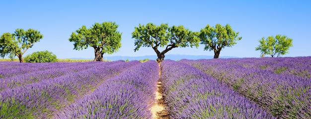 Campos de lavanda de la Provenza francesa, vista panorámica