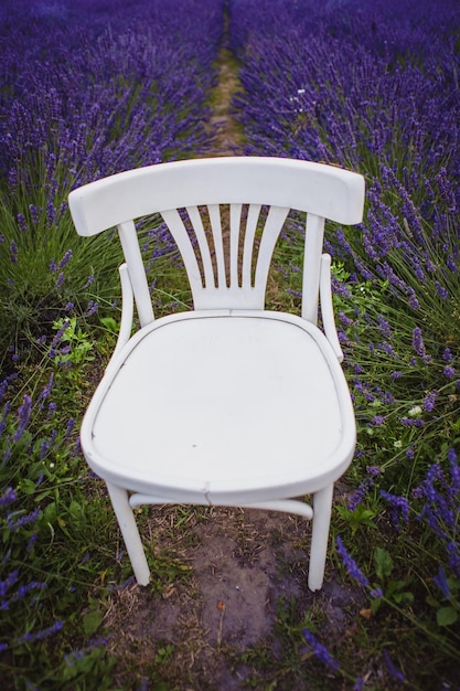 Los campos de lavanda rodean una silla vintage blanca en el medio de ellos