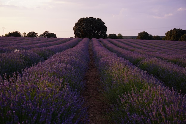 campos de lavanda