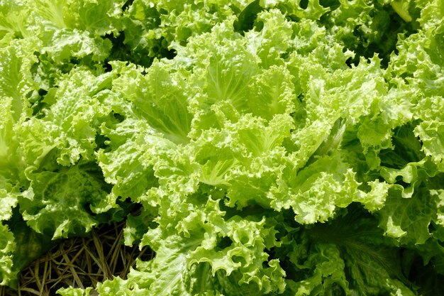 Foto campos de lechuga verde en tierras de cultivo orgánico