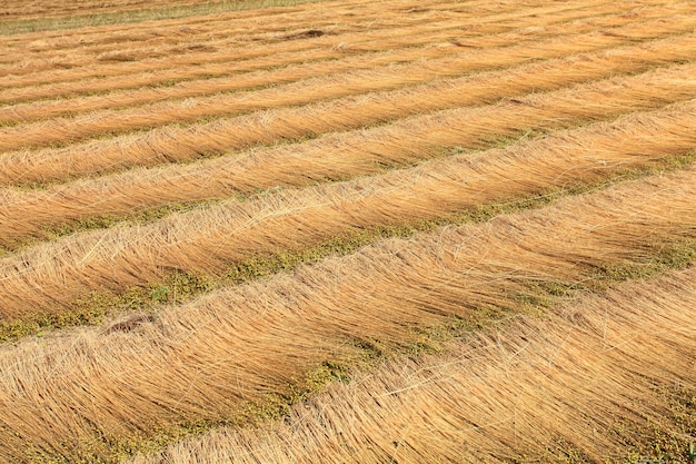 Campos de lino cosechados dibujando lineas en el suelo.