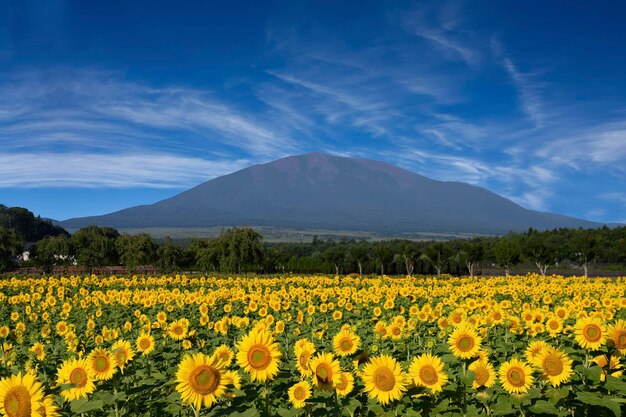 Campos llenos de girasoles hermoso campo de girasoles con montaña al fondo