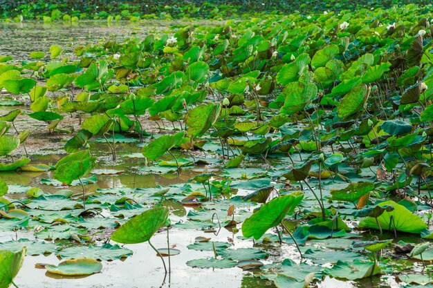 Campos de loto junto al río