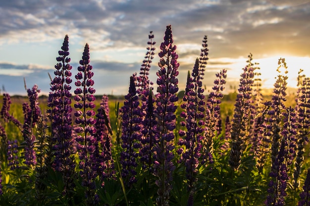 Campos de lupinos en flor al atardecer no lejos de Vilnius, Lituania