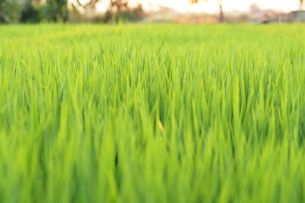 Campos en la luz de la mañana, arroz que crece en el campo.