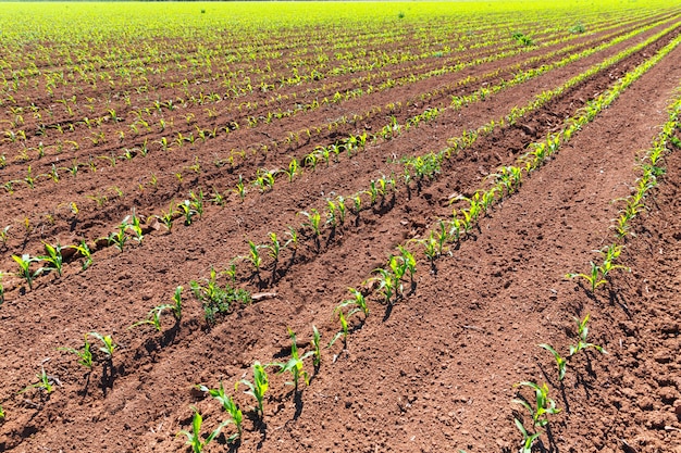 Campos de maíz brotan en filas en la agricultura de California