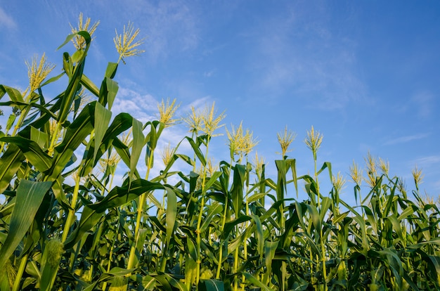 Foto campos de maíz con cielo azul