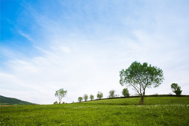 Campos nas montanhas