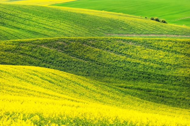 Campos de olas verdes