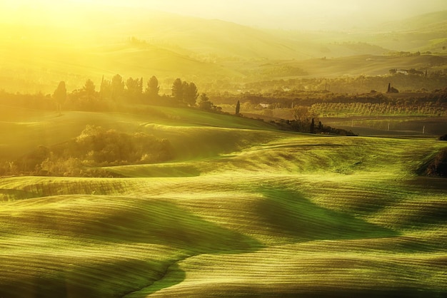 Campos ondulados en Toscana