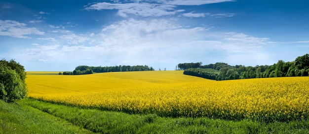 Los campos paisajísticos con colza con cielo azul canola colza es una industria agrícola vegetal