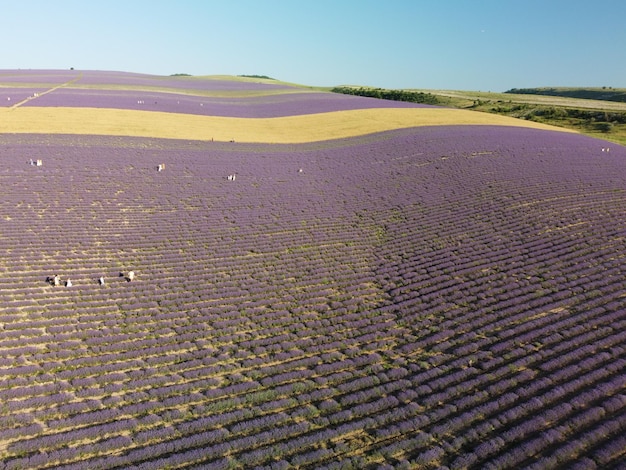 Campos perfumados de lavanda en filas interminables con flores florecientes vista aérea drone campo púrpura contra