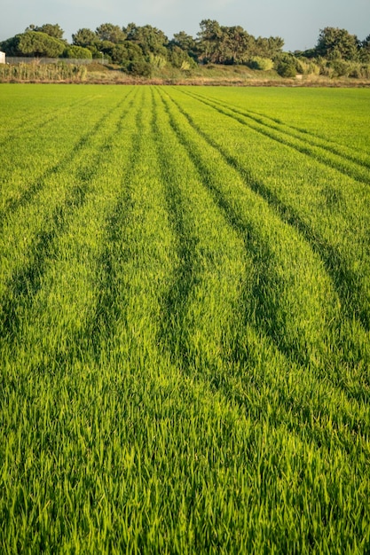 Campos de plantación de arroz