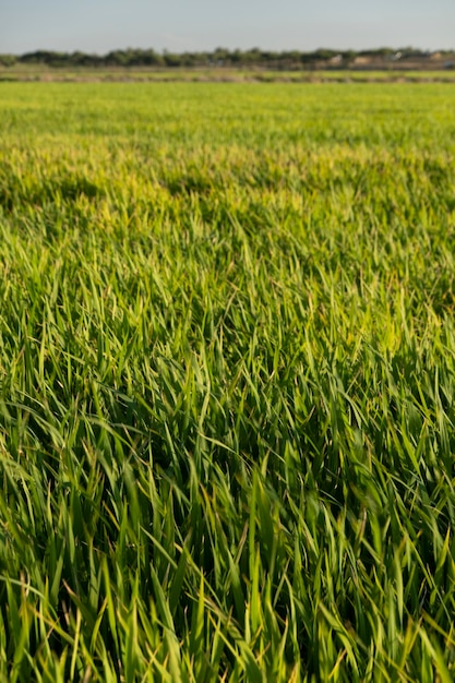 Campos de plantación de arroz