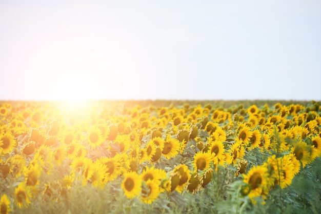 Campos plantados com girassóis amarelos brilhantes e flores crescentes